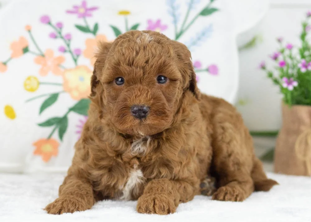 hopper goldendoodle for sale.(2).jpg