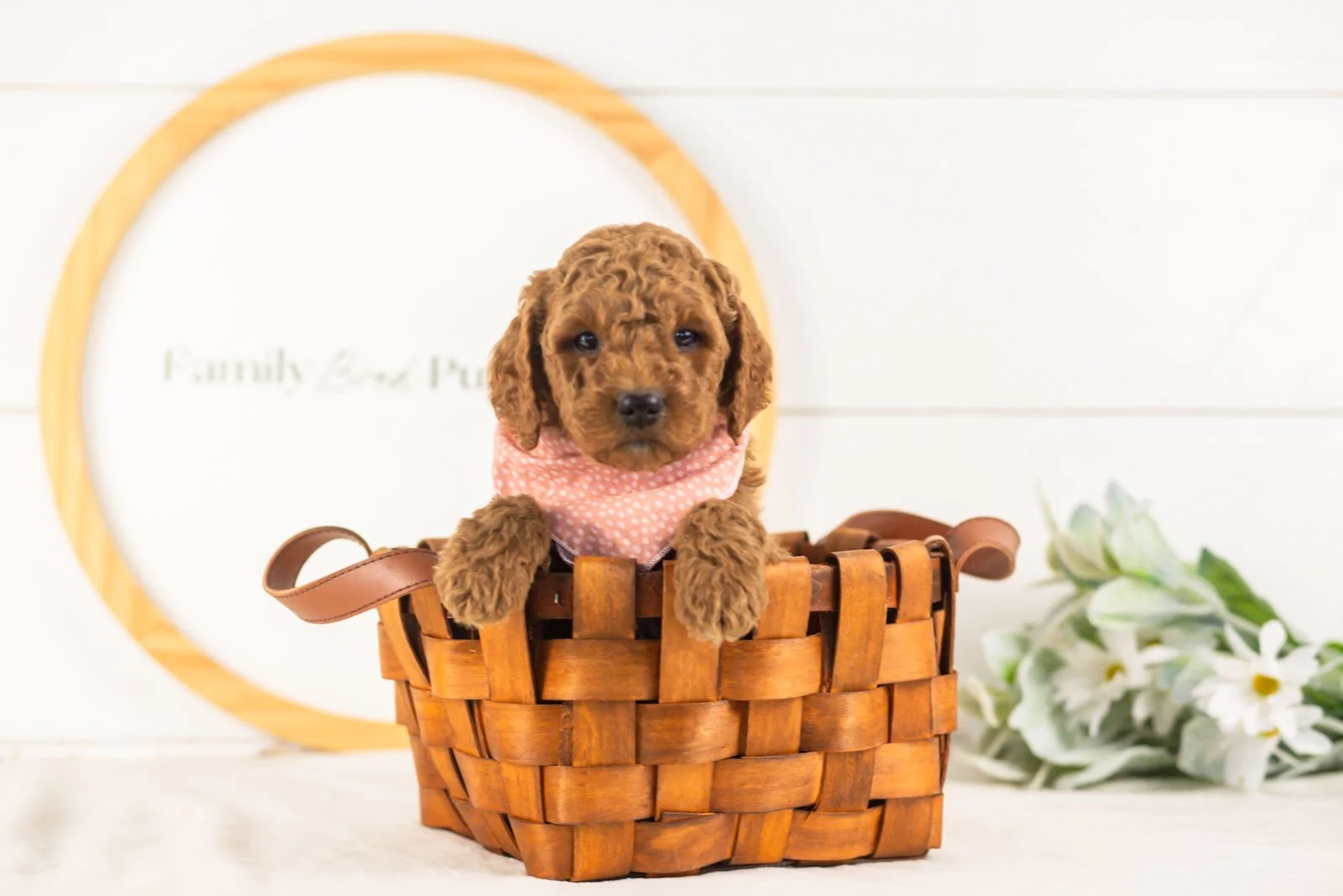Glacier goldendoodle for sale(4).jpg