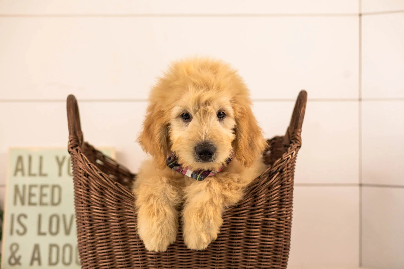 Emry goldendoodle for sale(1).jpg