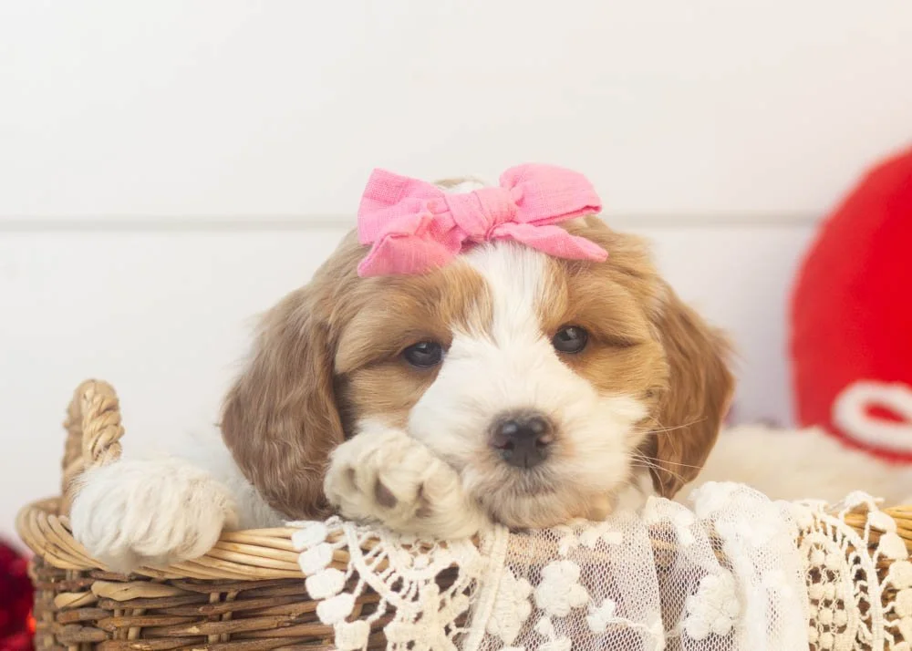 goldendoodle for sale