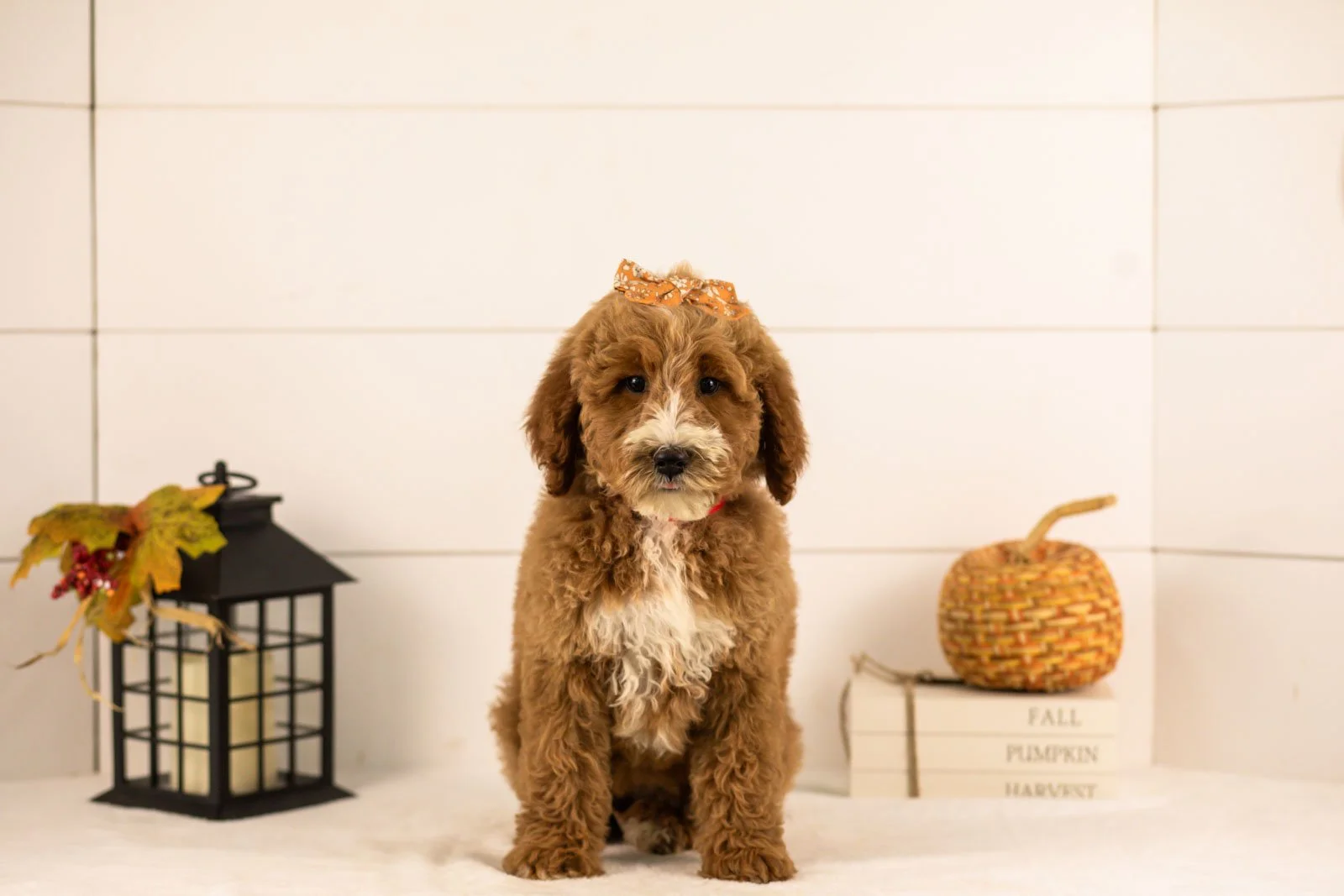 Larisa goldendoodle for sale 4.jpg