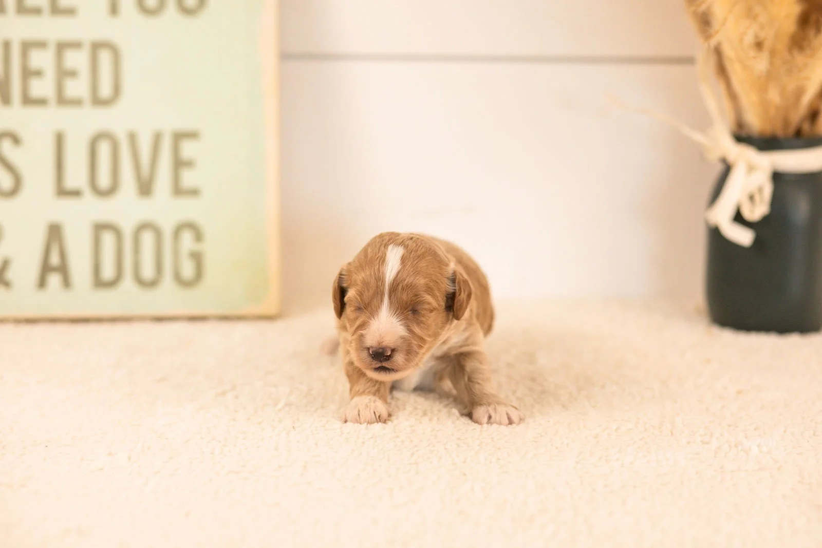 agape goldendoodle for sale(1).jpg