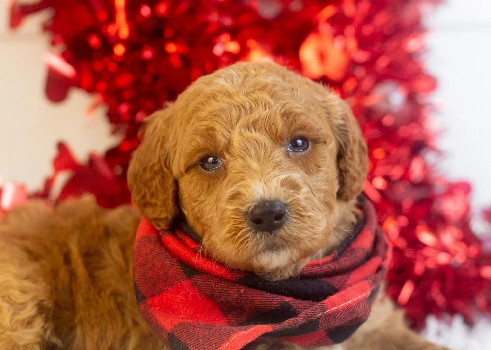 Luca goldendoodle for sale(1).jpg
