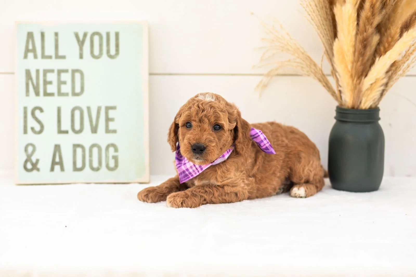 Macchiato goldendoodle for sale(2).jpg