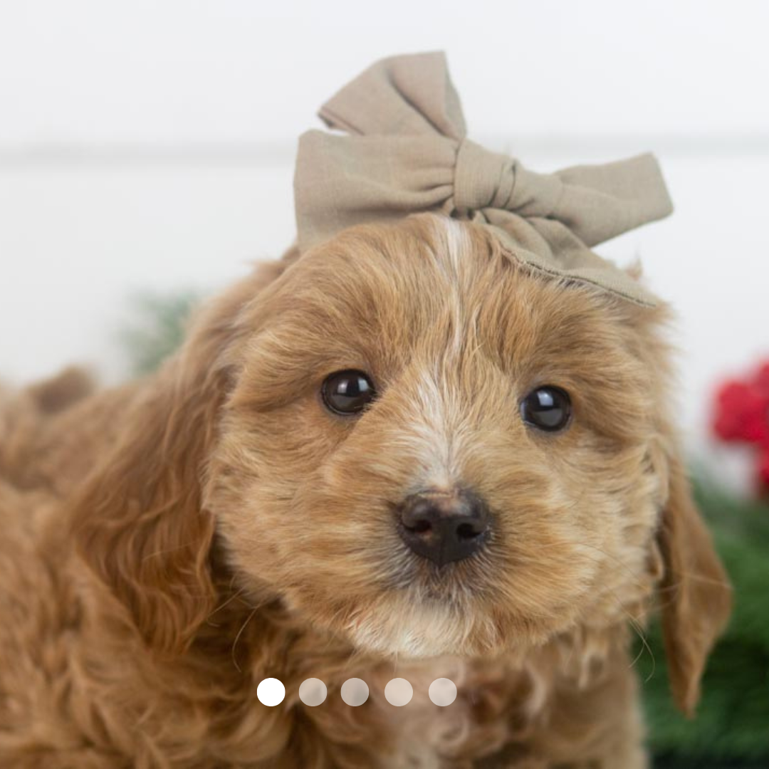 Copy of FBP Design.png