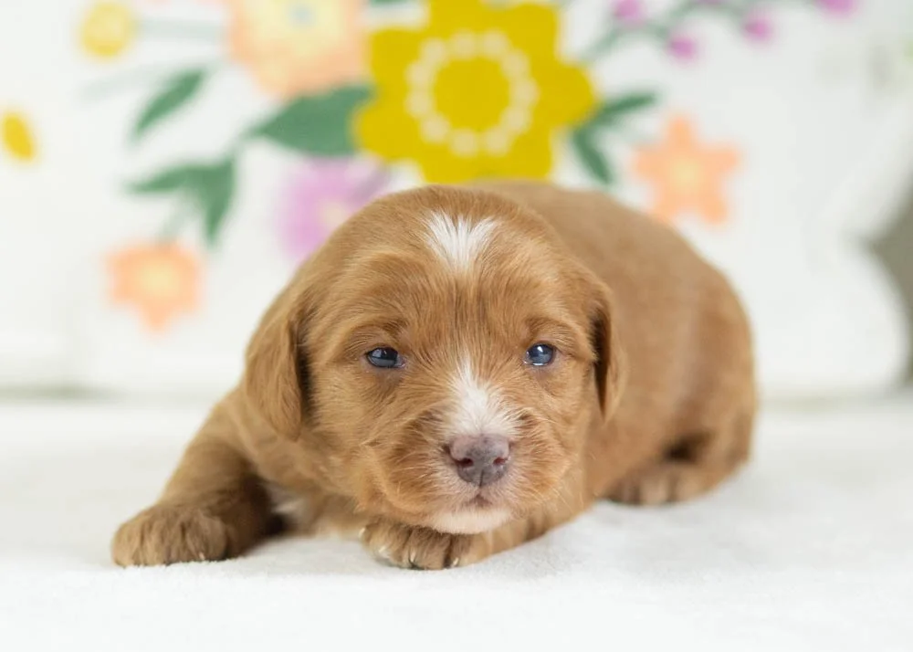 fritter goldendoodle for sale(2).jpg
