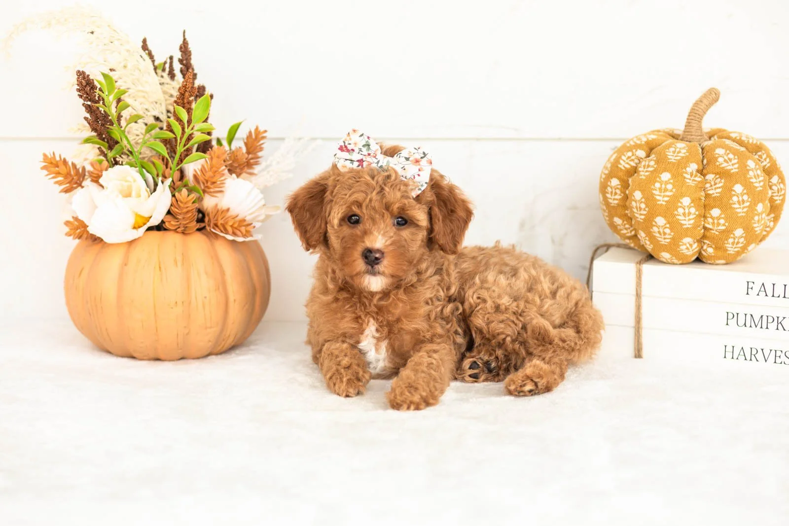 Juliet goldendoodle for sale 5.jpg