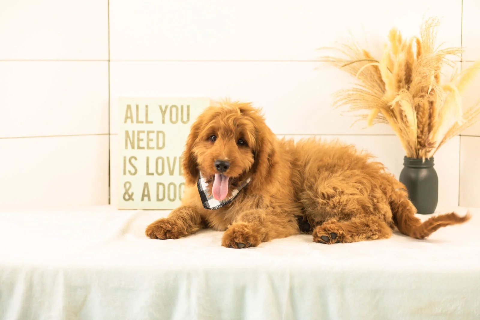 Phil goldendoodle for sale.jpg