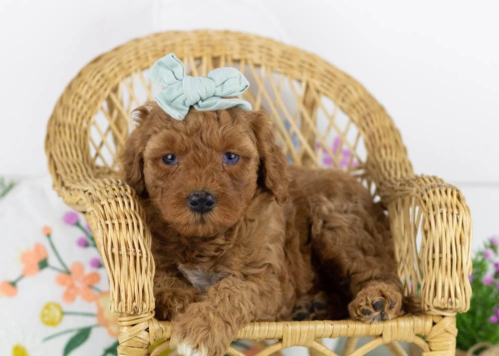 blossom goldendoodle for sale(2).jpg