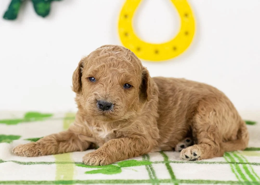 chuck goldendoodle for sale(2).jpg