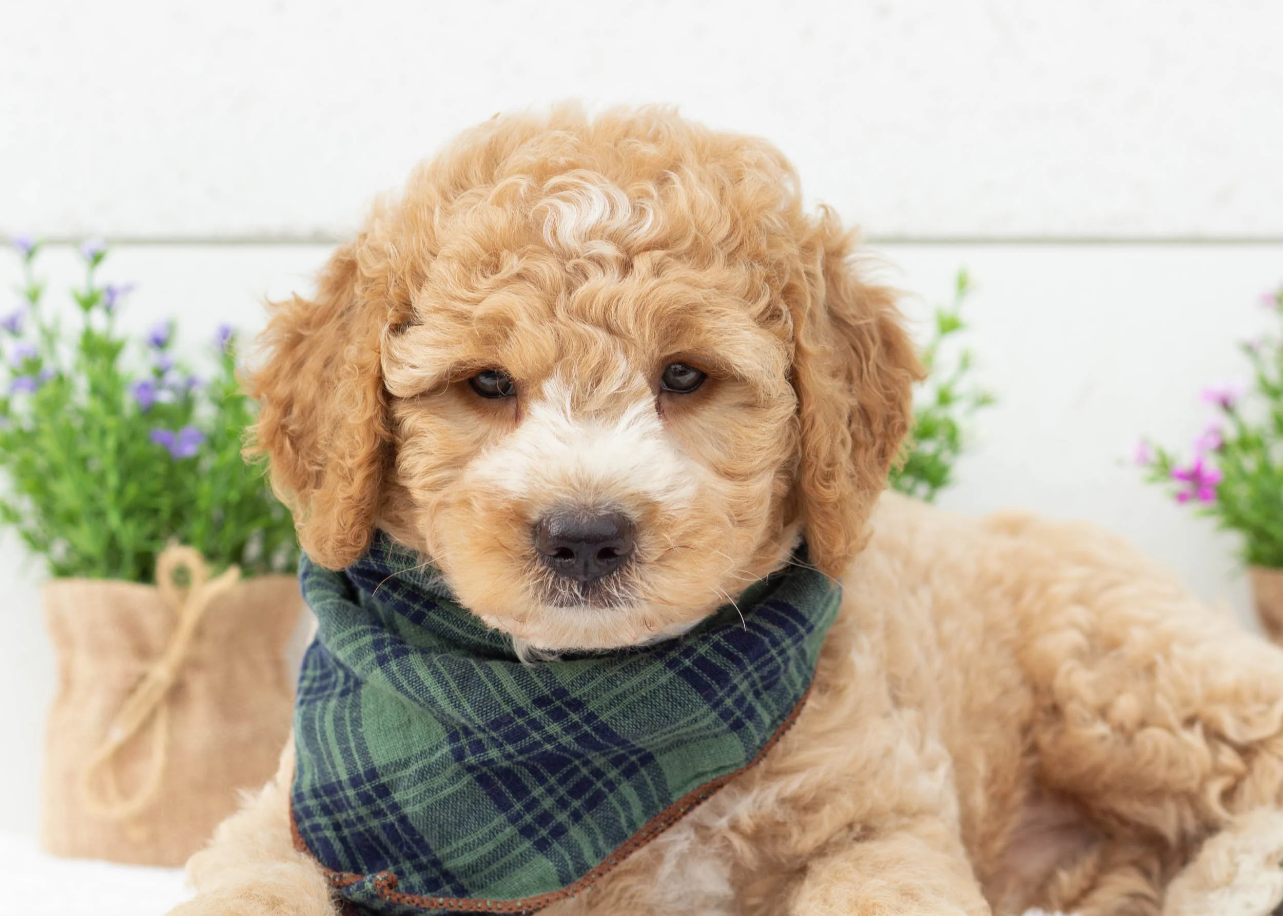 Fava goldendoodle for sale(2).jpg