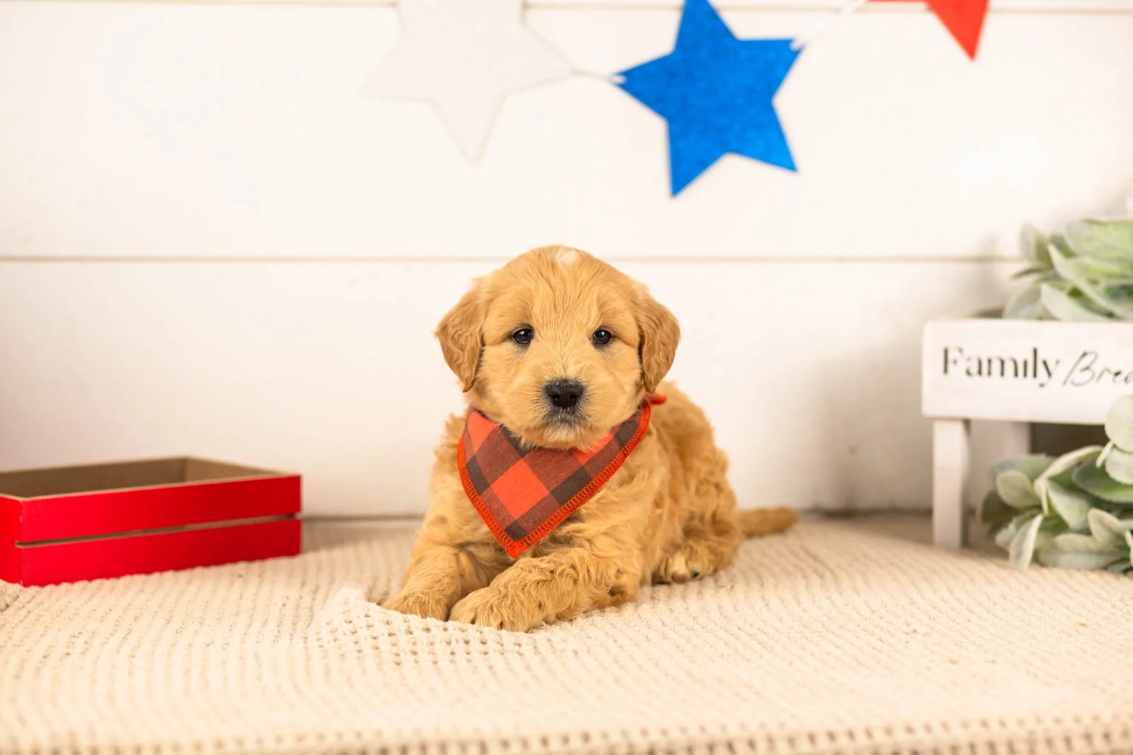 samwise goldendoodle for sale.jpg