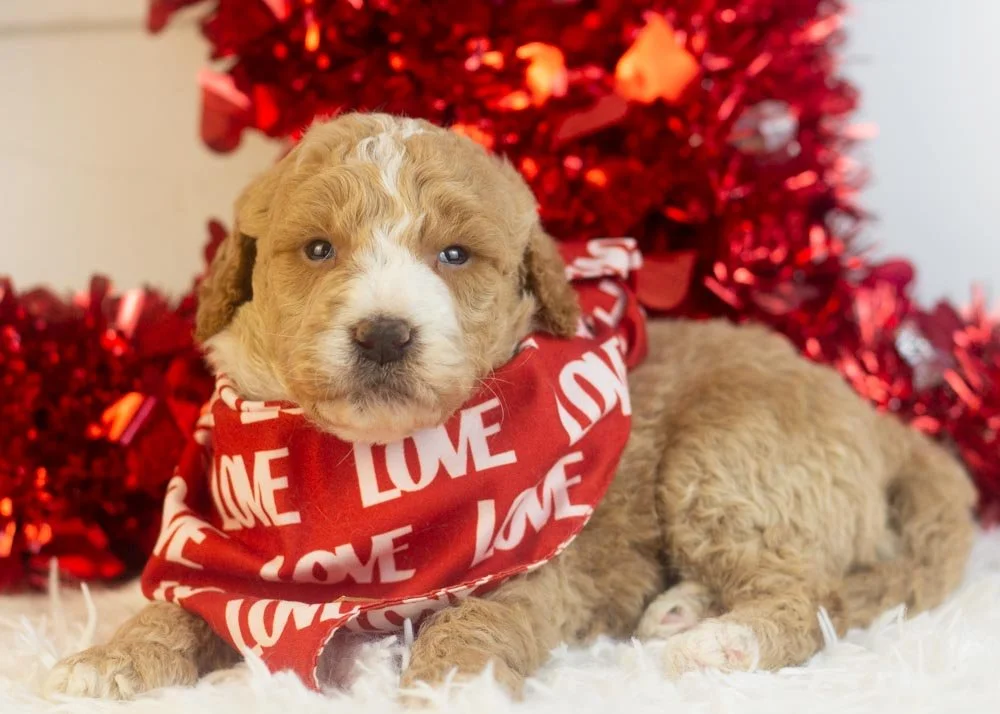Lionel goldendoodle for sale(2).jpg