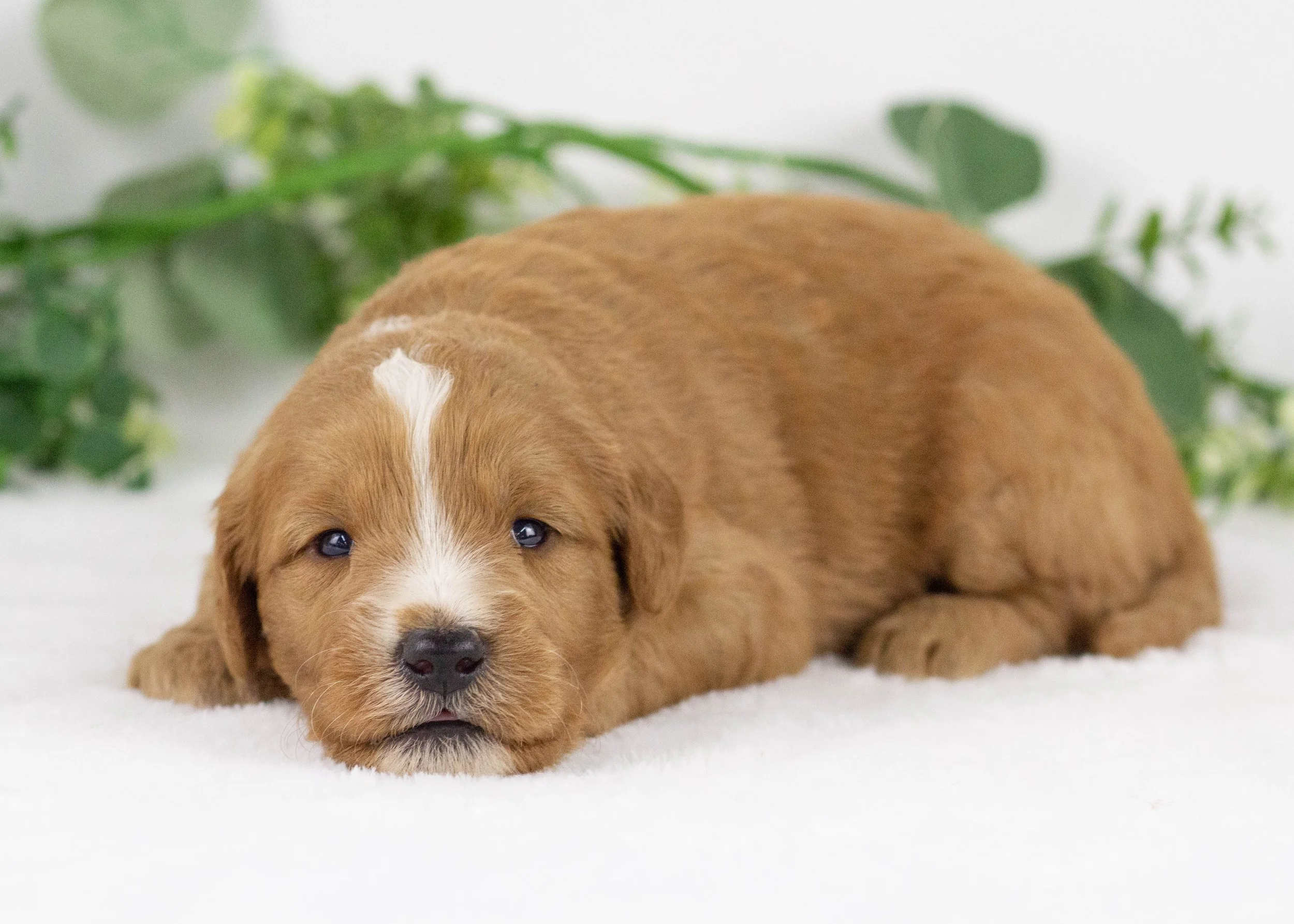 Falcon goldendoodle for sale(2).jpg