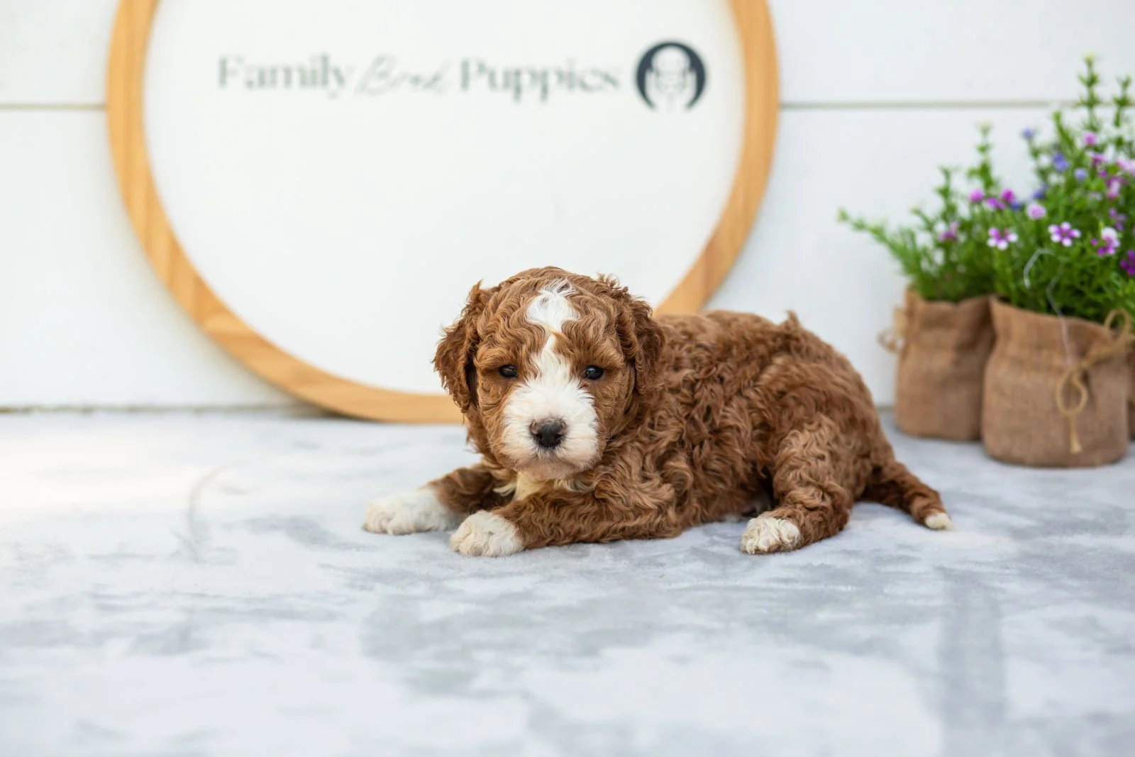 Basil goldendoodle for sale(4).jpg
