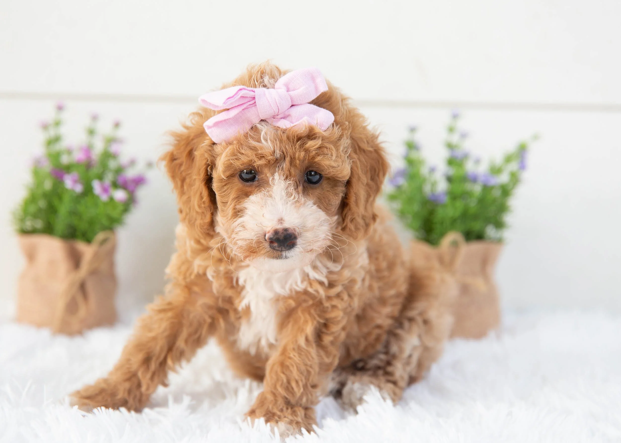 Tina goldendoodle for sale(3).jpg