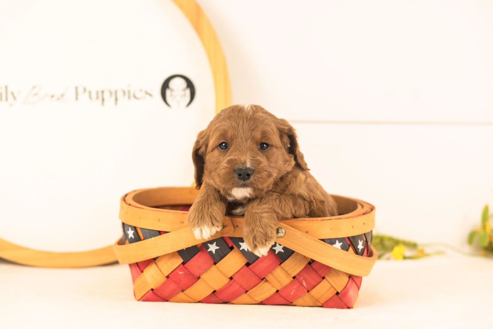 Oliver goldendoodle for sale(3).jpg