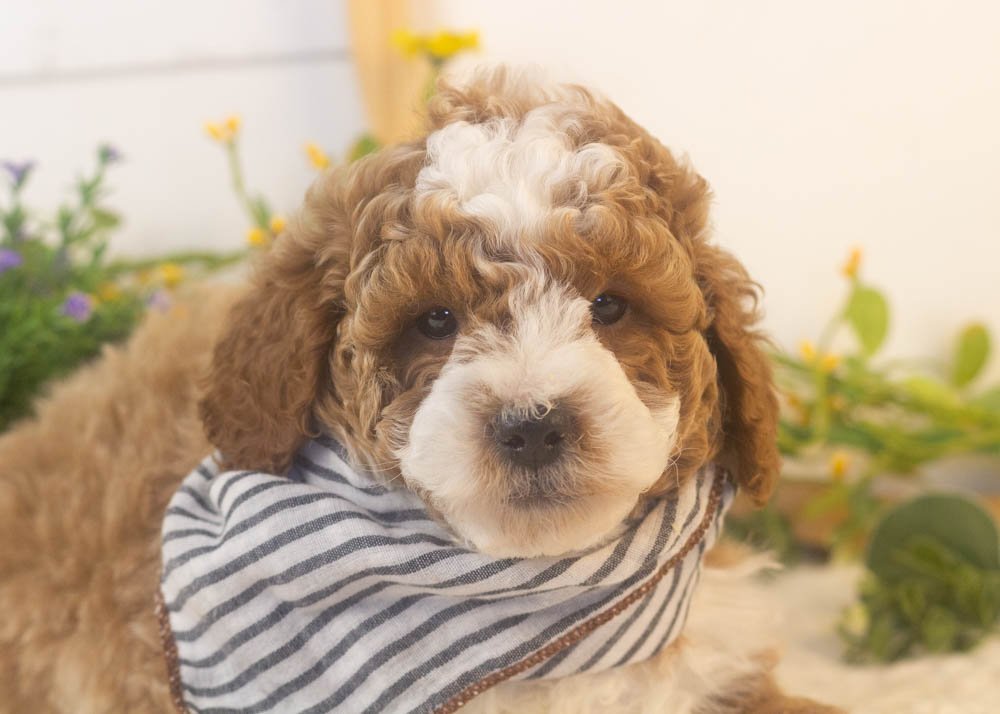 buzz goldendoodle for sale(2).jpg