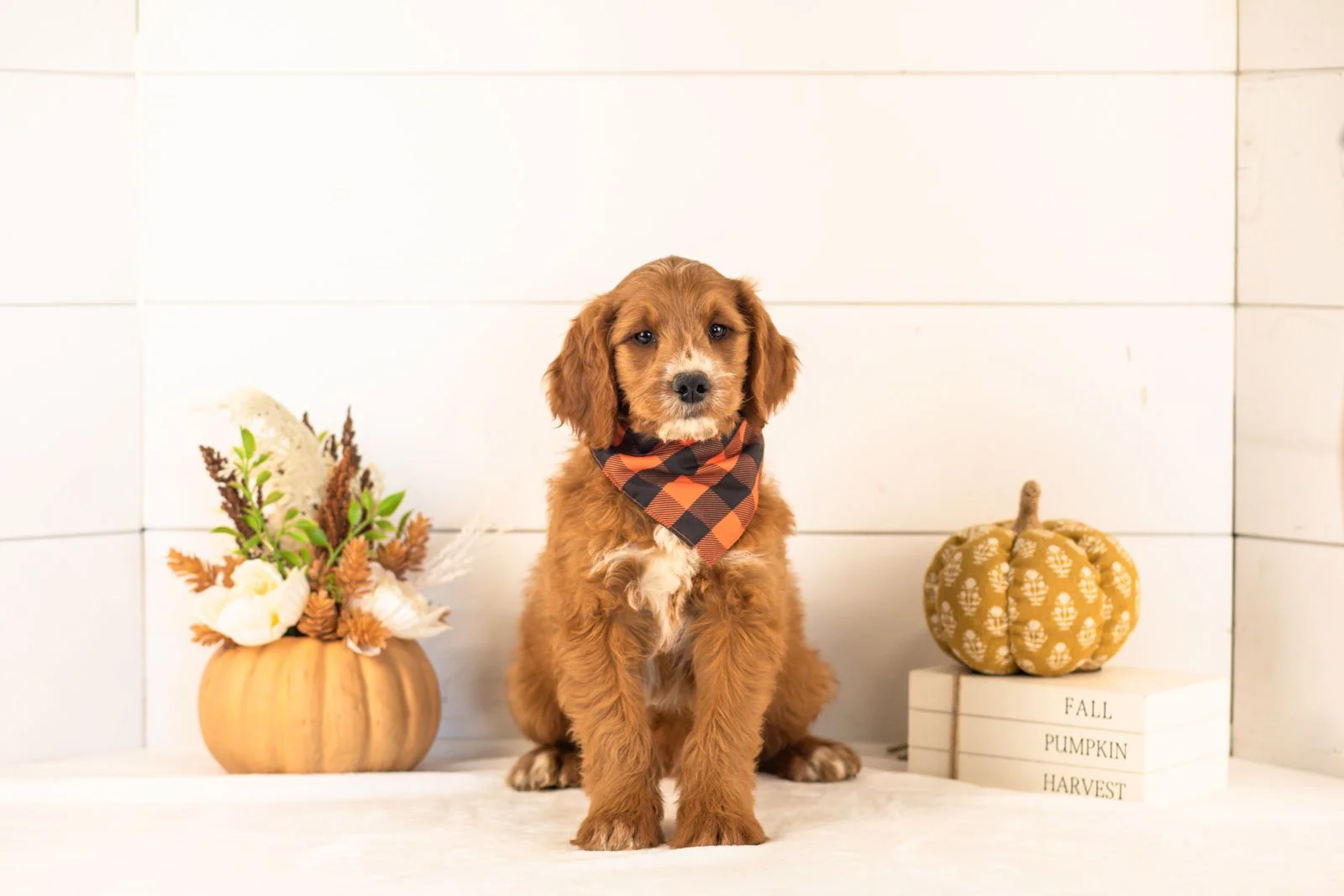 Bentley goldendoodle for sale 3.jpg