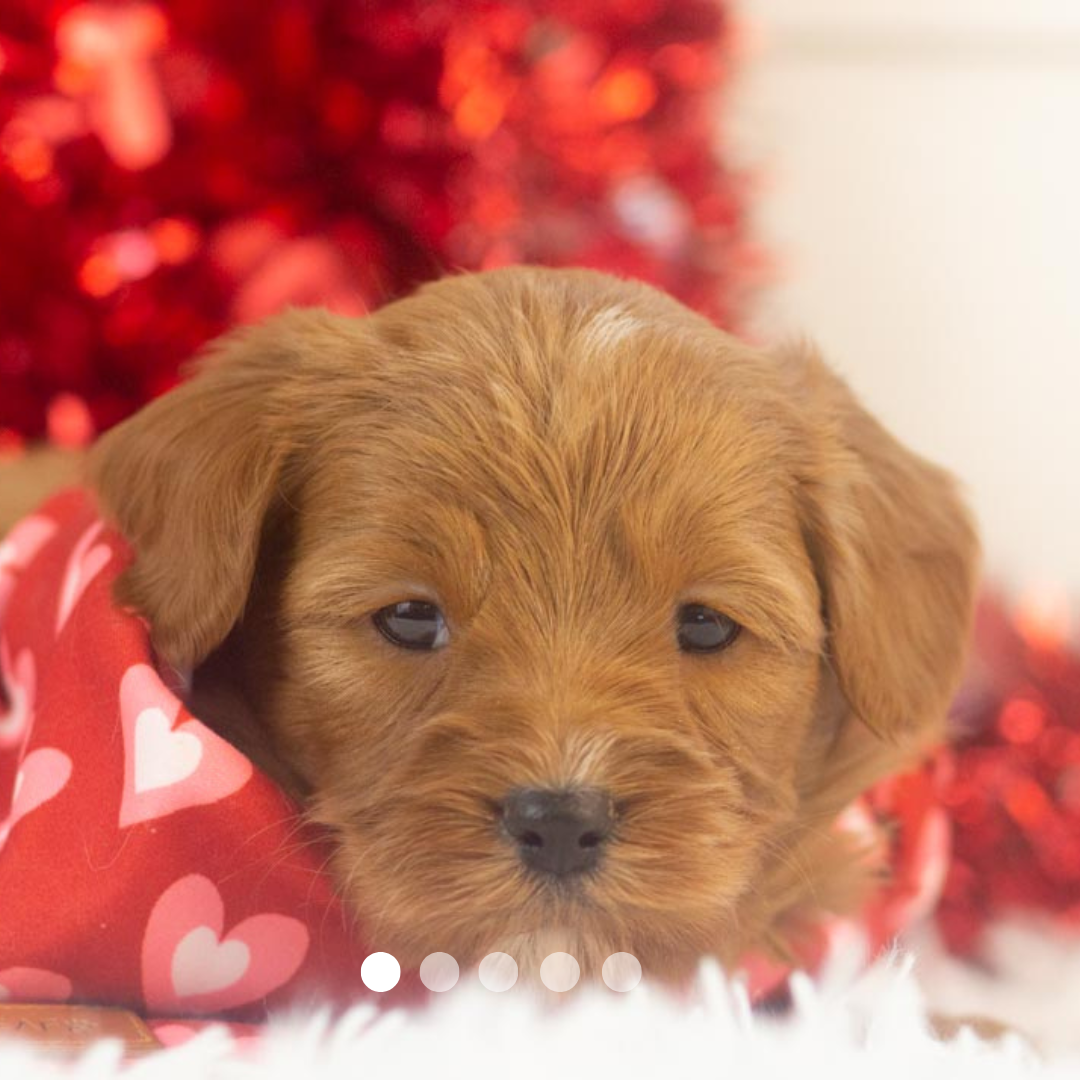 Copy of FBP Design.png