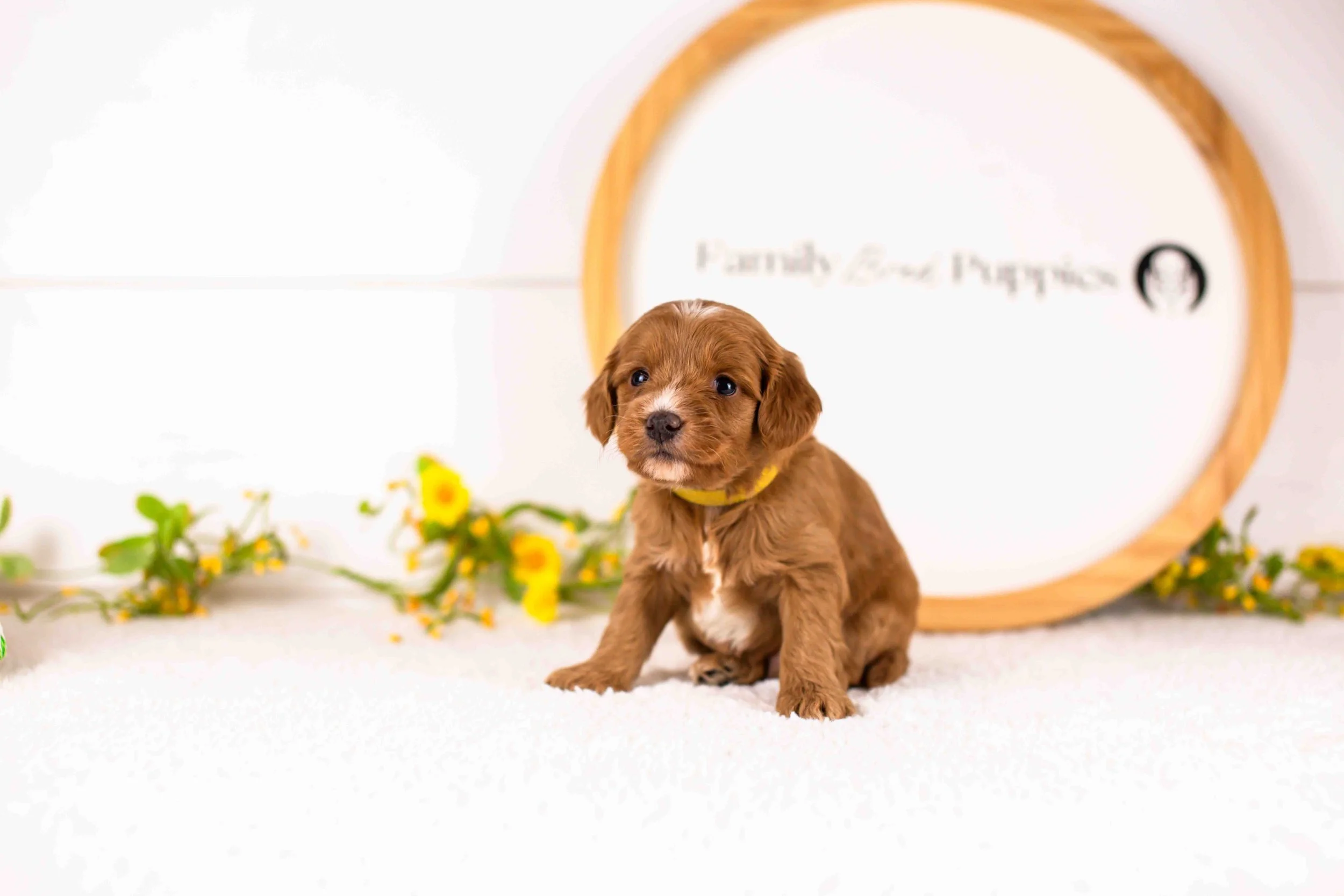Fritter goldendoodle for sale(3).jpg