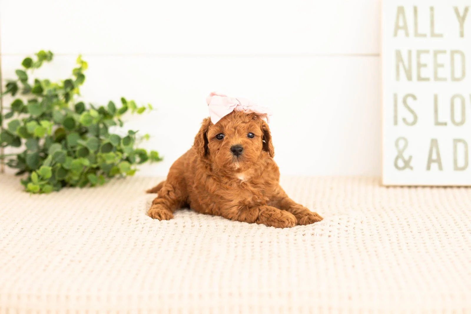 Flannel goldendoodle for sale(3).jpg