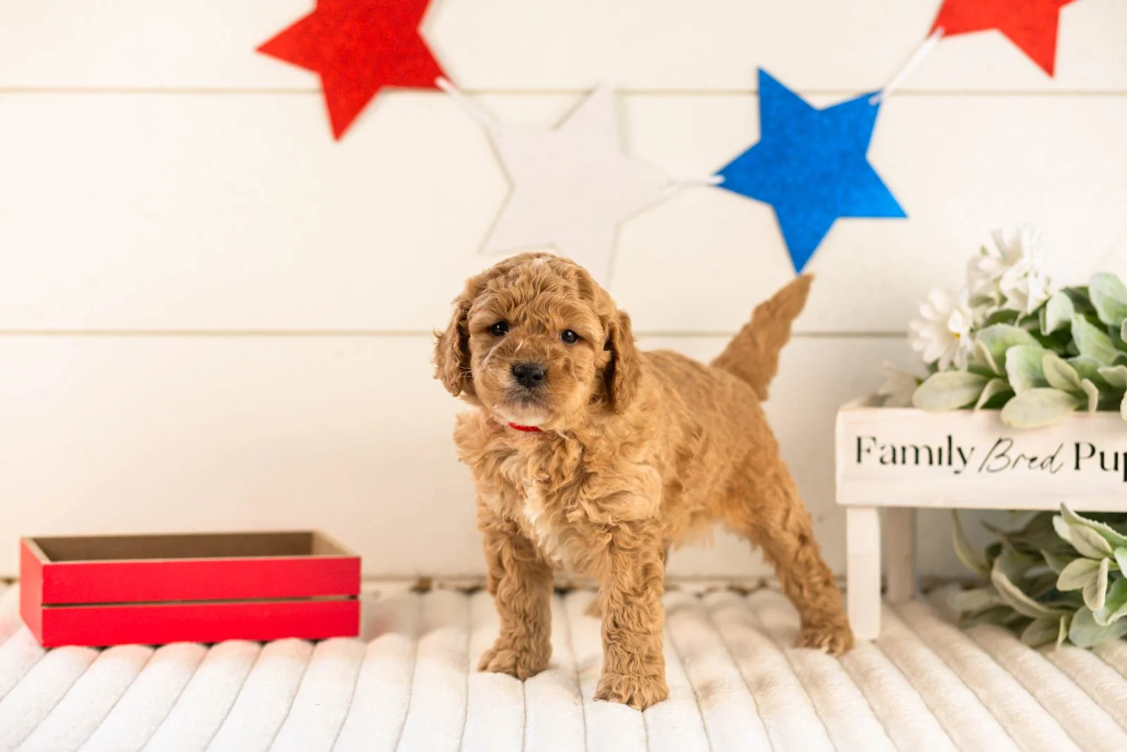 onyx goldendoodle for sale.jpg