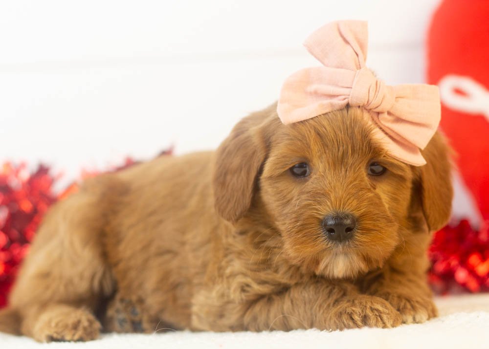 nancy goldendoodle for sale(2).jpg