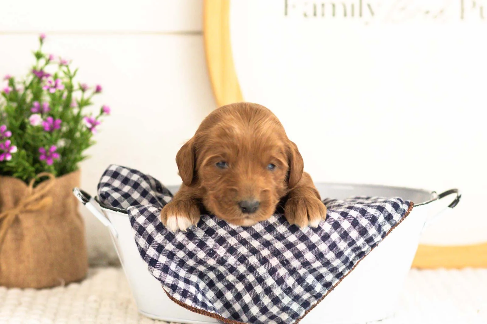 Summer goldendoodle for sale(4).jpg