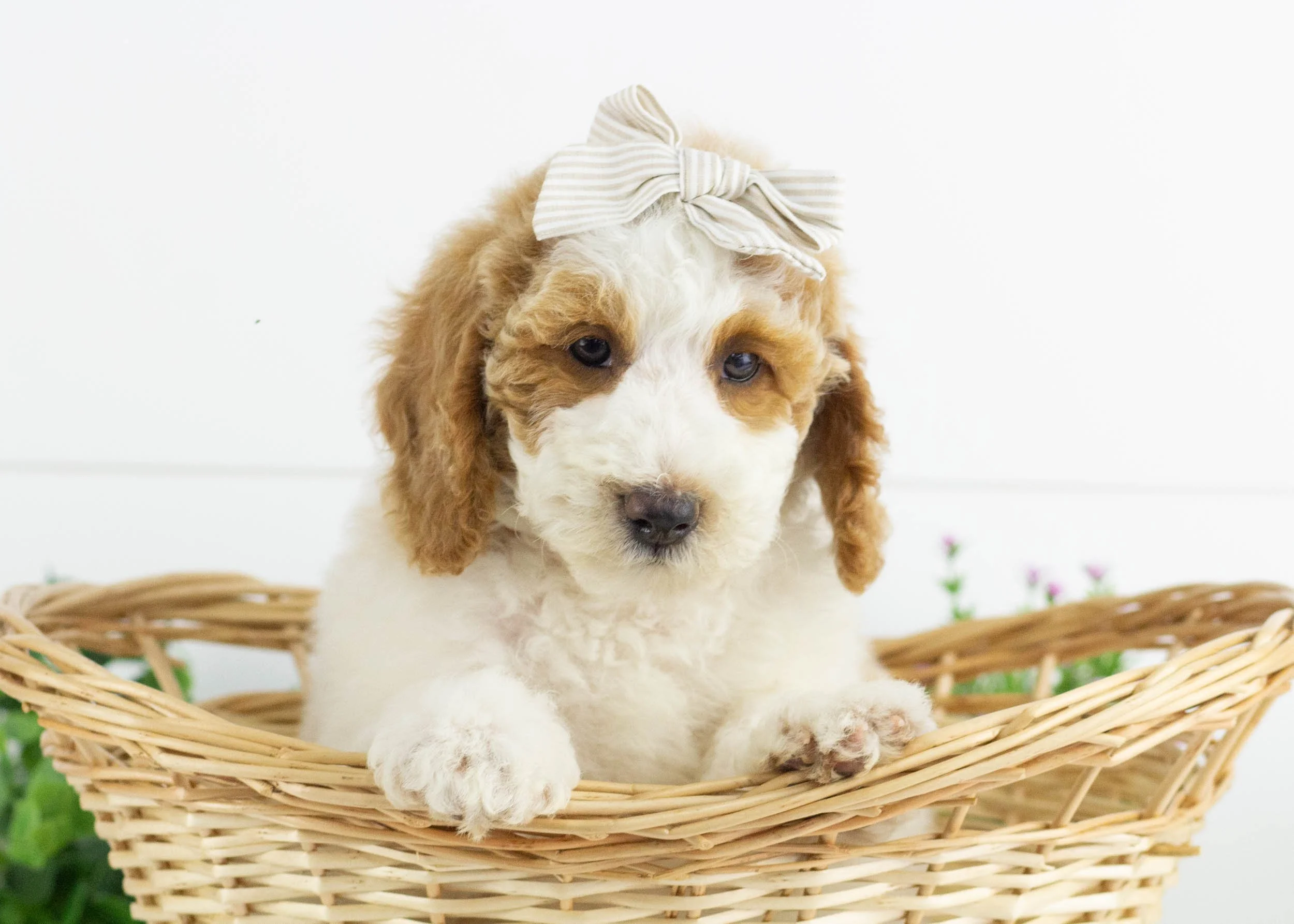 Sunkist Goldendoodle For Sale.jpg