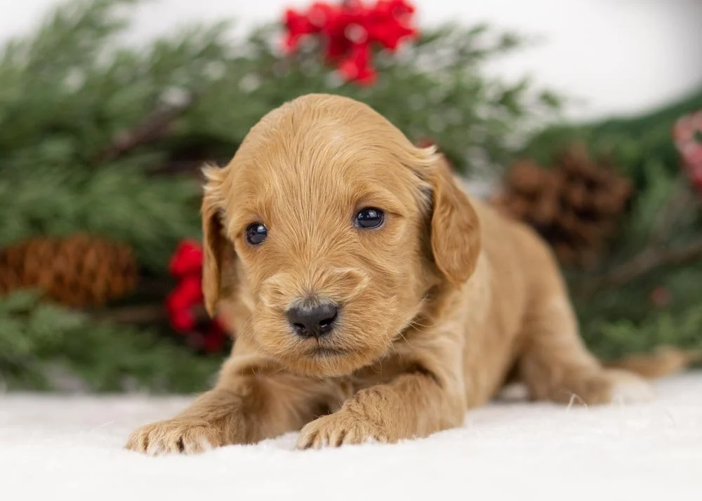 Pacer goldendoodle for sale(3).jpg
