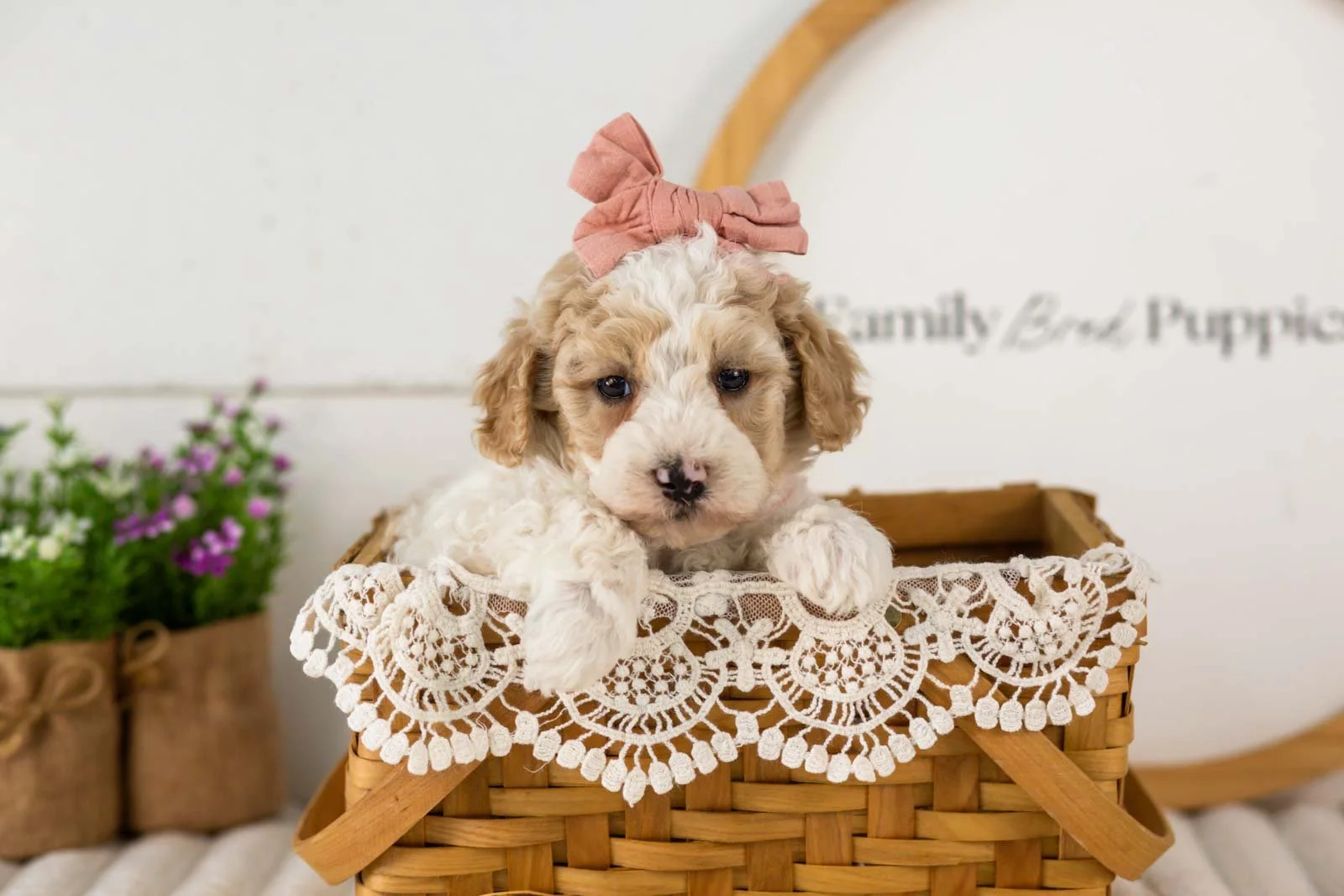 Dolly goldendoodle for sale(3).jpg