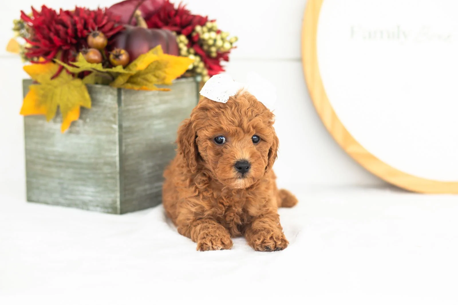 Flannel goldendoodle for sale.jpg