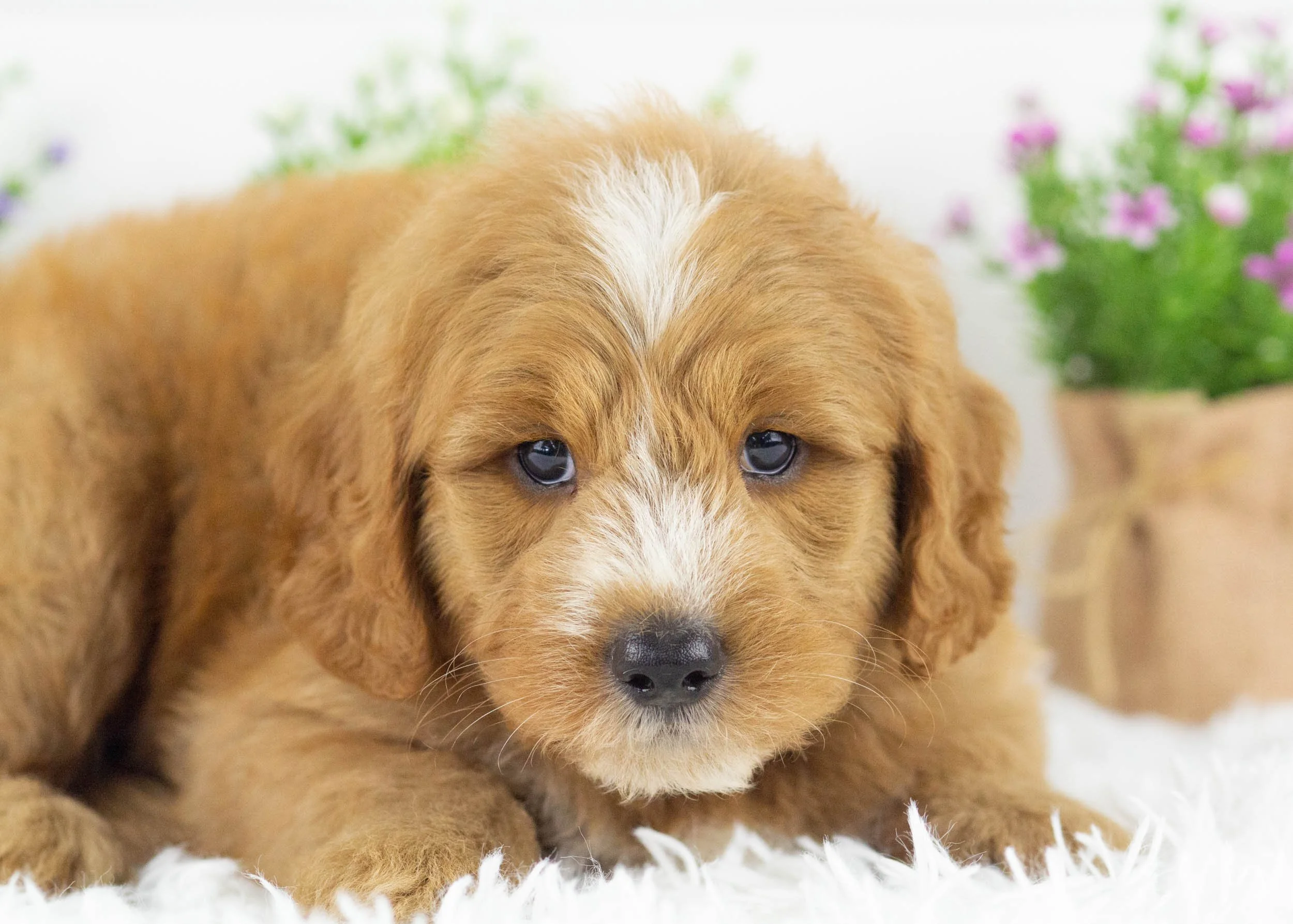 Falcon goldendoodle for sale(1).jpg