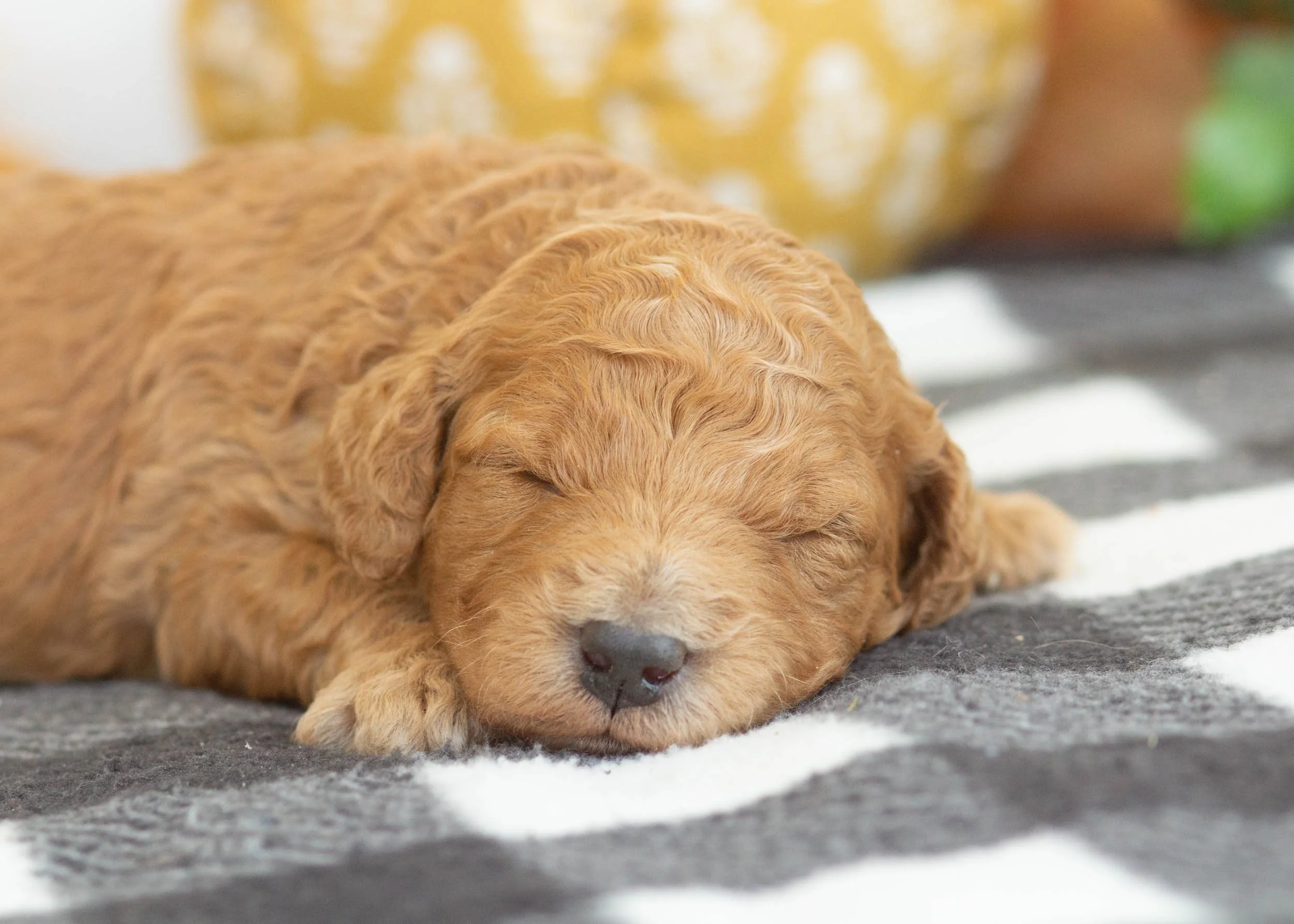Lewis goldendoodle for sale(2).jpg