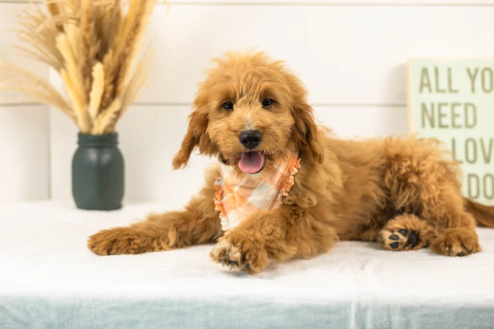 Munster goldendoodle for sale.jpg