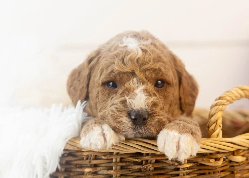 Breeze goldendoodle for sale.(1).jpg