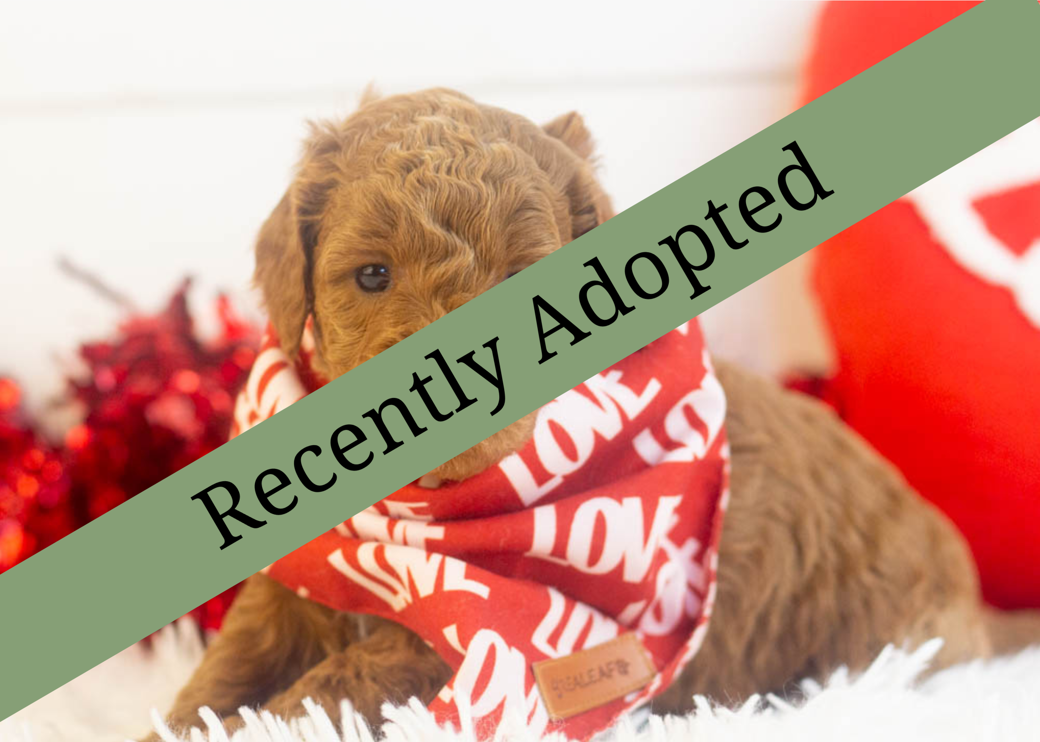 goldendoodle for sale