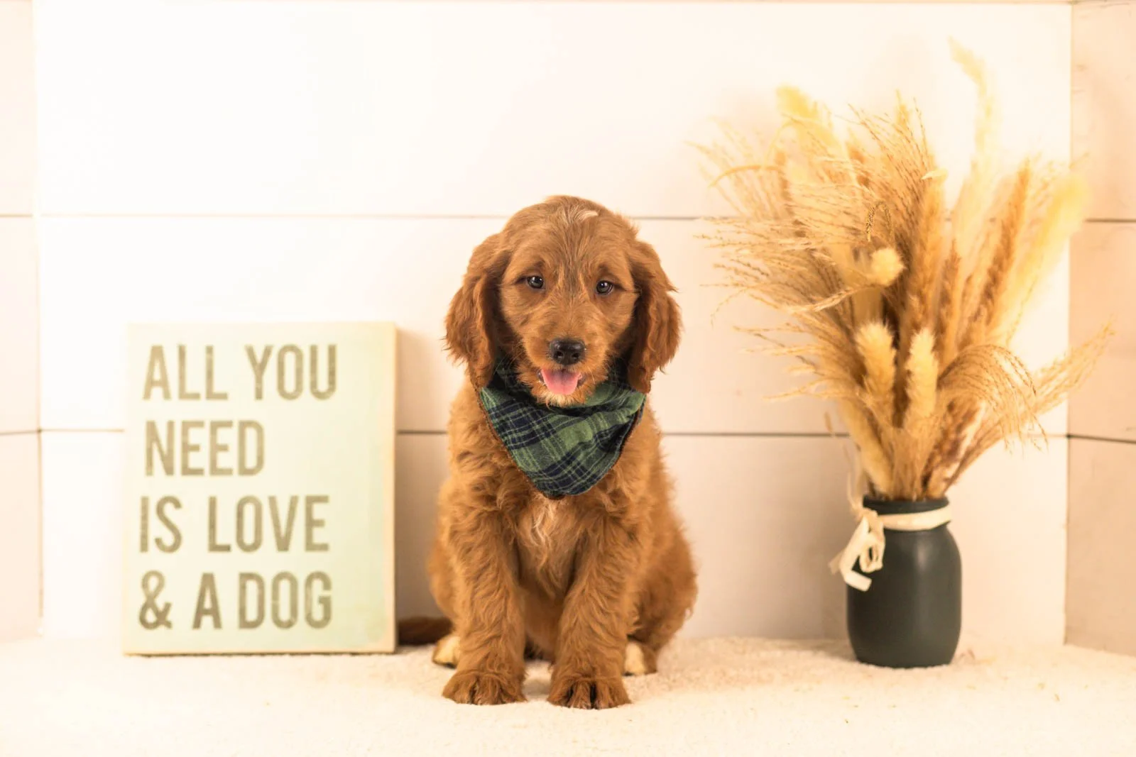 Oscar goldendoodle for sale(1).jpg