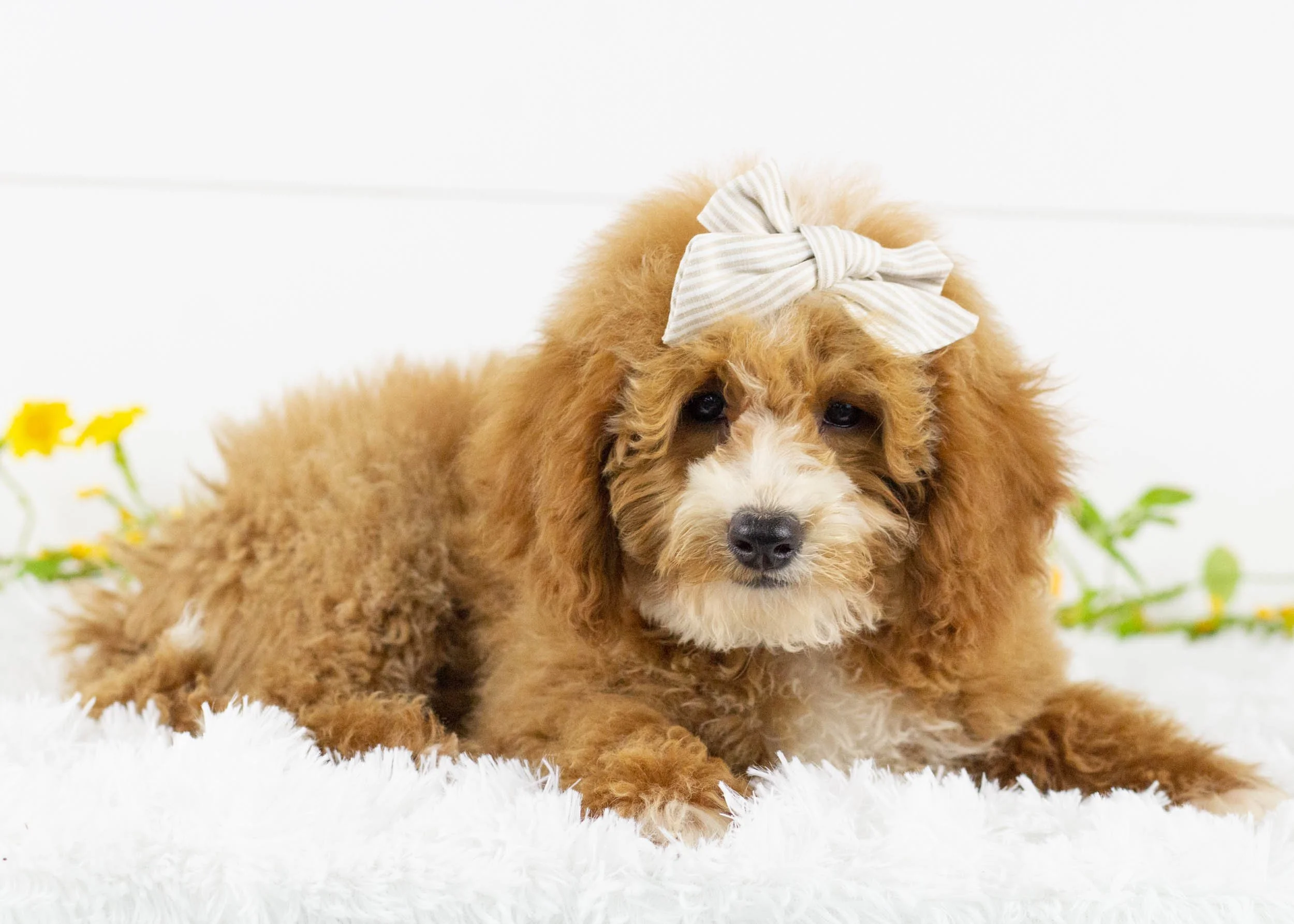 Tina goldendoodle for sale(1).jpg