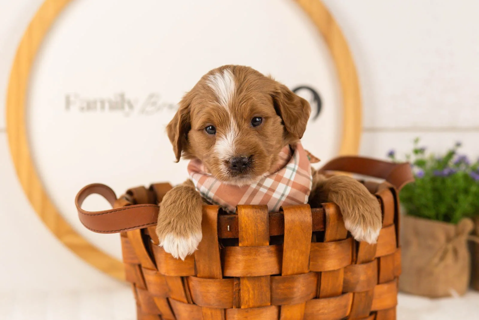 Bobby goldendoodle for sale(3).jpg