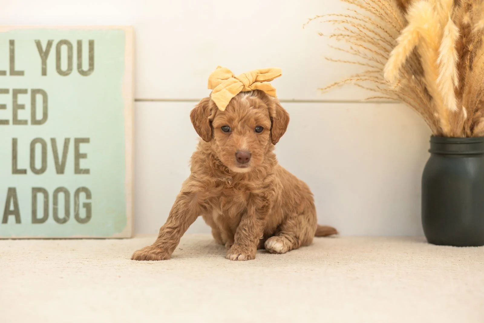 Scarlett goldendoodle for sale.jpg