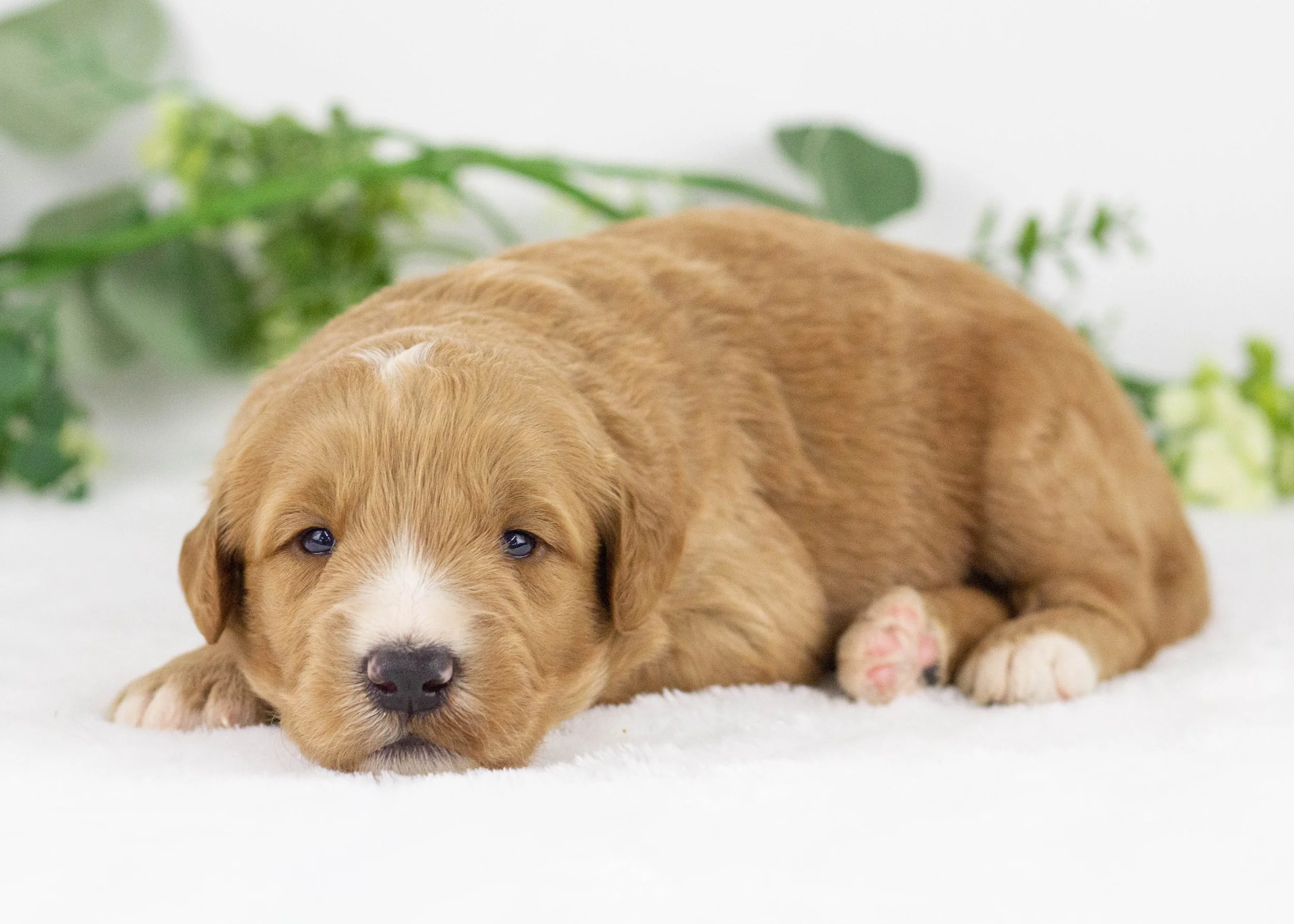 Lark goldendoodle for sale(1).jpg