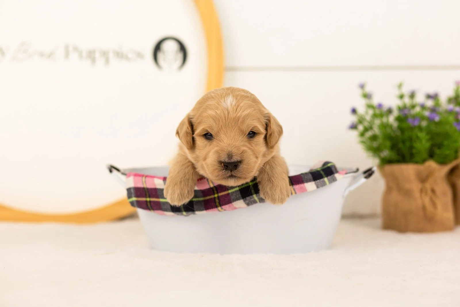 Kenickie goldendoodle for sale(2).jpg