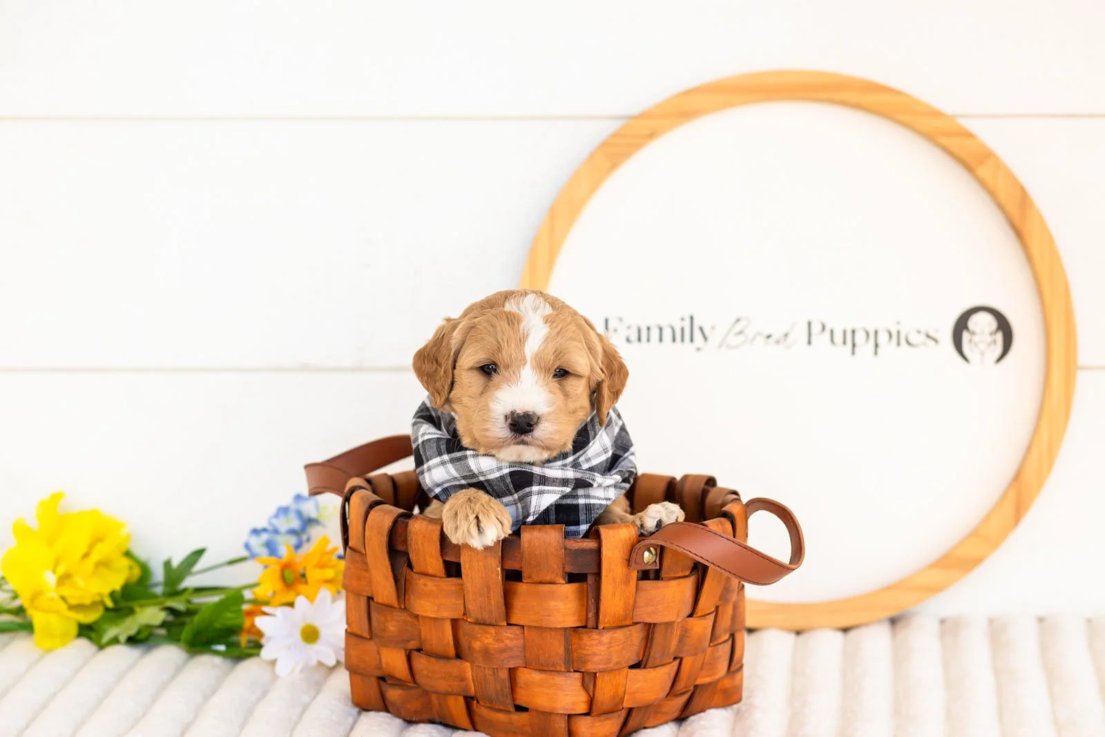 mathew goldendoodle for sale(3).jpg