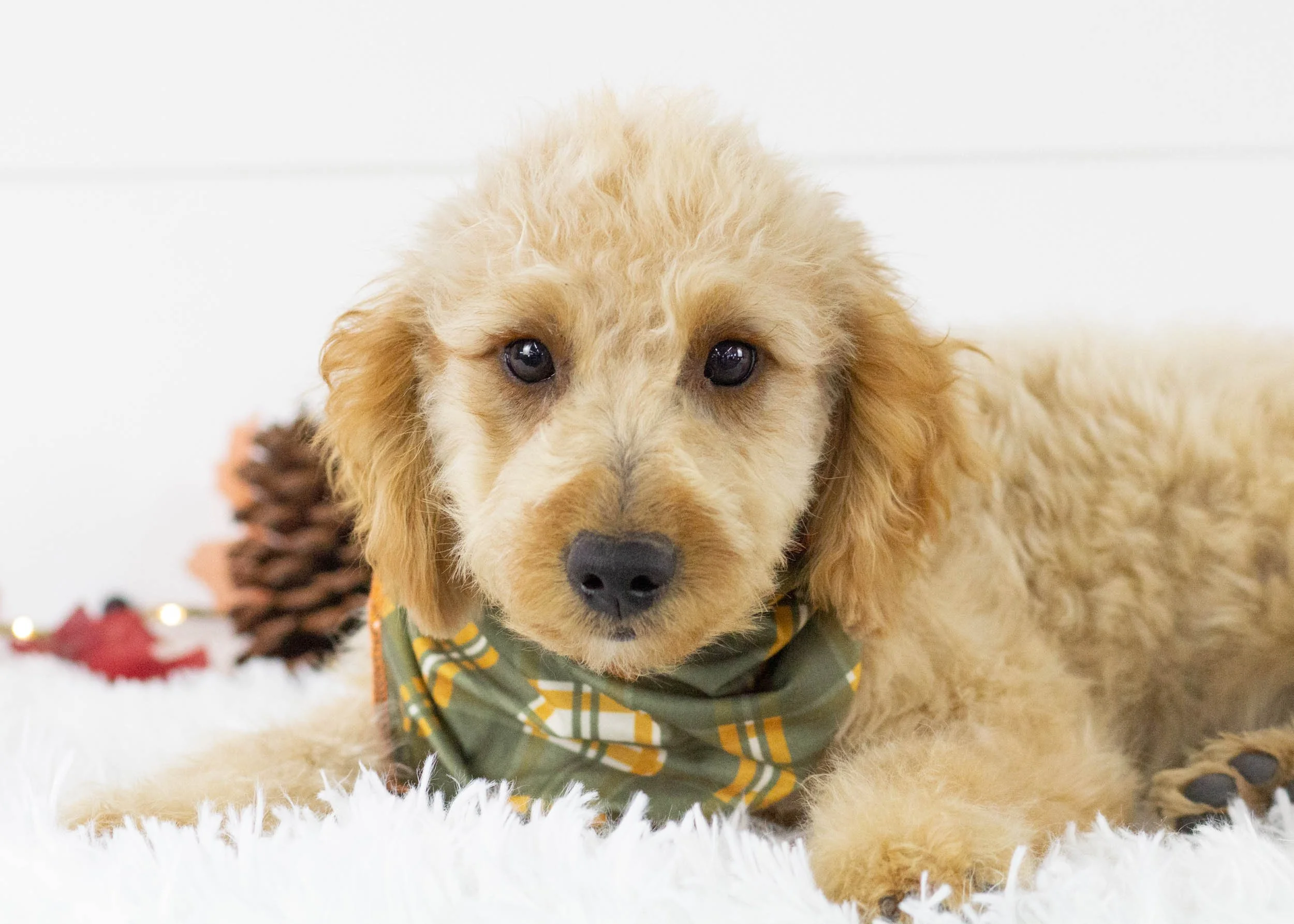 Frankie goldendoodle for salejpg.jpg