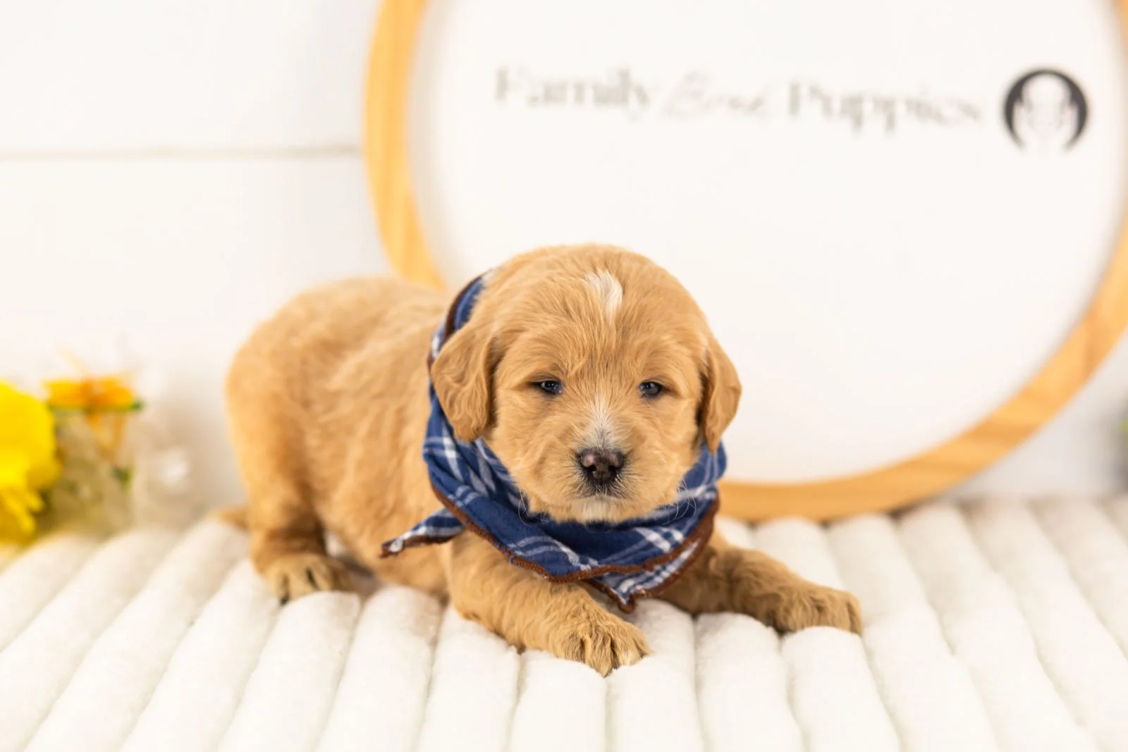 frodo goldendoodle for sale(2).jpg