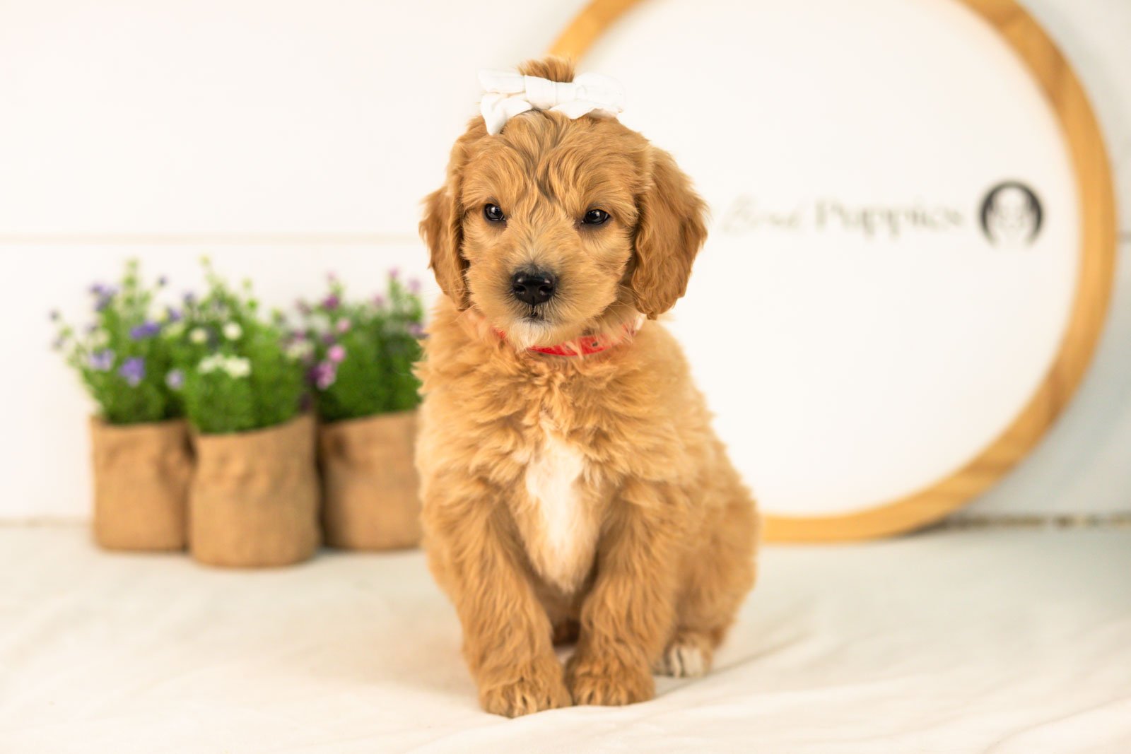 Marty goldendoodle for sale(1).jpg