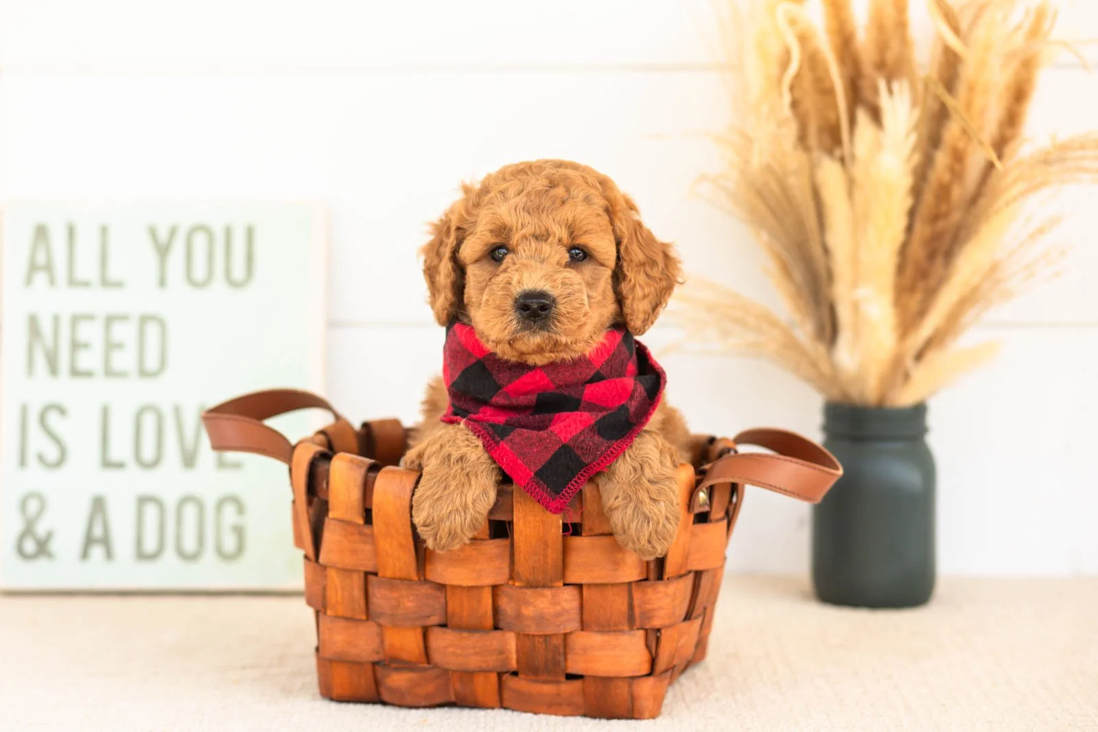 Forest goldendoodle for sale(1).jpg