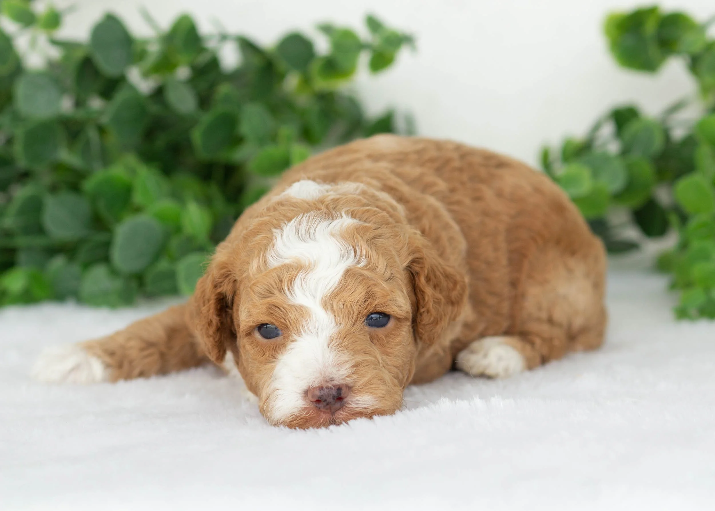 Maxwell Goldendoodles for sale(2).jpg